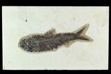 6.7" Fossil Fish (Knightia) - Green River Formation - #129724-1